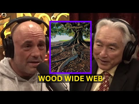 The Wood Wide Web | Joe Rogan Experience