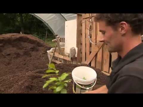 Près de Tarbes, la première production de thé made in France prend forme