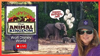 🔴Disney's Animal Kingdom Live!