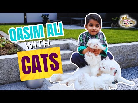 Qasim Ki Cats | Introduction Of My Cats | Pet Vlog | Glossy Lifestyle