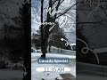 Ever changing Weather- Flurries - Canada Special #flurry #flurries #canada #canadaweather #shorts