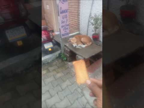 #dog #puppy #dogshorts #animals #shorts #shortsfeed #youtubeshorts #seva