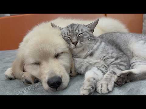YouTube 썸네일