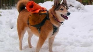 Estonia- Latvia Trek, and Wild Camp