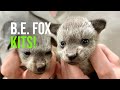Baby Bat-eared Fox Success Story!