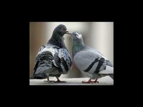 Passenger feat. Kate Miller Heidke The One You Love HD music video animals in love