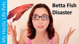 Betta Fish Disaster, My Daughter's New Betta Has Ich