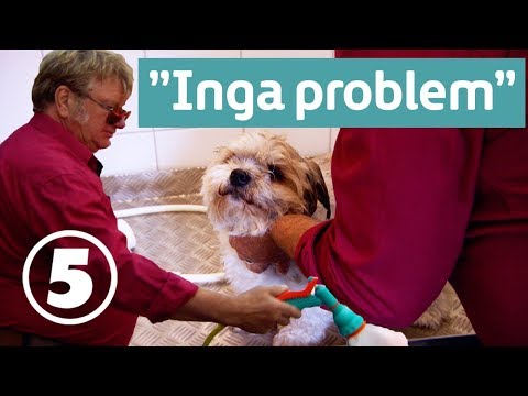 Ullared | Kjell duschar hunden och tänjer på sanningen inför Rose-Marie