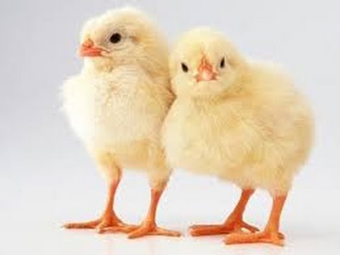 , title : 'CHICKS FOR SALE ONLINE WHERE TO BUY CHICKS TO START RAISING CHICKENS'