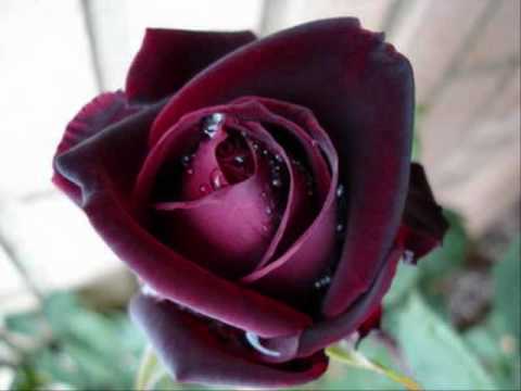 download lagu mp3 mp4 Limosnero De Amor, download lagu Limosnero De Amor gratis, unduh video klip Limosnero De Amor
