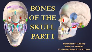 Bones of the Skull Part I