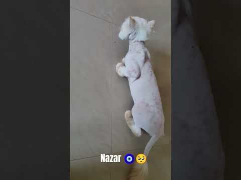 nazar 🧿 #cats #love