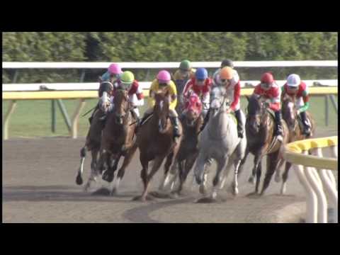 Cattleya Sho - Road to Kentucky Derby Points Race (Japan)