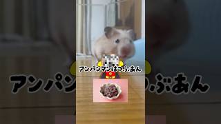 #エッホエッホ　#はむすたぐらむ #ハムスター  流行りに便乗してみた。