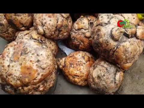 মাদ্রাজি ওলঃ ২০ হাজার টাকায় ৫ মাসে সম্ভাব্য ১লাখ ৪০ হাজার টাকা আয়।