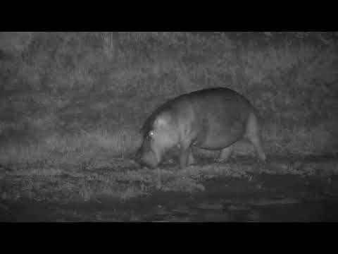 Djuma: Two Hippos leaving the dam at different times - 02:35 - 04/04/19