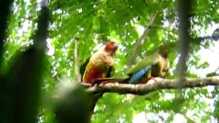 preview picture of video 'Azuero Parakeet (Pyrrhura eisenmanni) after copulating'