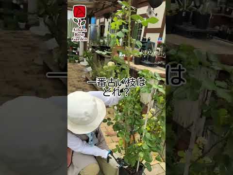 なぜバラの茂みにニンニクを加えるのですか？おばあちゃんが教えた、いい香りのバラを育てるためのヒント  庭園