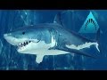 Great White Shark Wants To Feed! - Depth | Ep1 HD