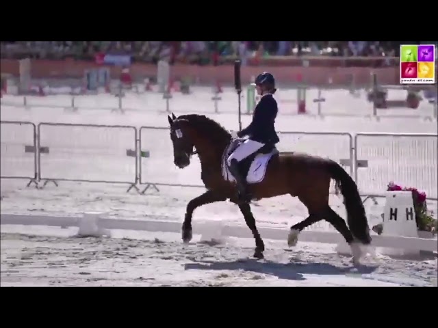 SWYN BARRADE, &eacute;talon Welsh cob agr&eacute;&eacute; Welsh & PFS