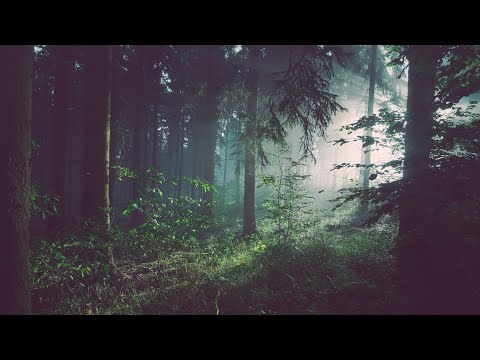 SmokeFishe // Paradise