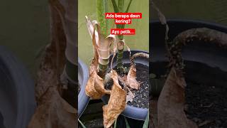 Download lagu Kok bisa kering? #fypシ゚viral #vypシ #trandingshorts #shortvideo #bocillucu #tanamanhias #shorts mp3 Download lagu Kok bisa kering? #fypシ゚viral #vypシ #trandingshorts #shortvideo #bocillucu #tanamanhias #shorts mp3