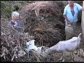 Goat Keeper At Veli Iž Dalmatia In 1990