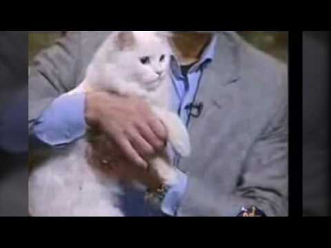 القط شرازي جميل