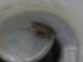 Escape From Cockroach Island
