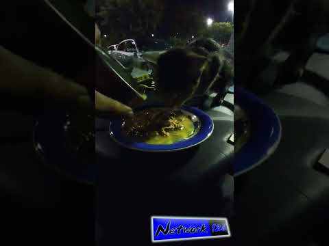 Feeding my cat in the car - Homeless in Los Angeles