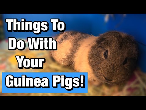 10 Things To Do With Your Guinea Pigs!