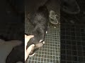 Hello Tux Meows 2025 Shorts