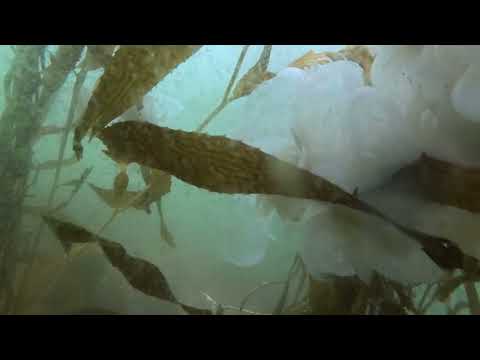 Reef & Tankers off the Beach Hopper (2025-7-11)