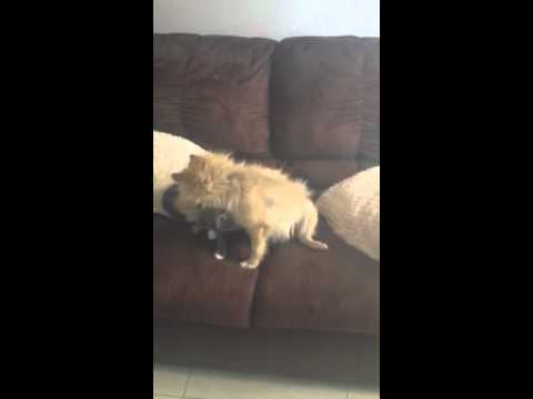 La Babosha y la Tingalela