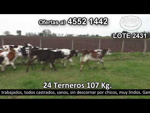 Lote 24 Terneros 13 HO,  6 Sueco Rojo,  3 HO c/  HE y 2 Kiwi. 107kg -  en Garay. Colonia Estrella por R97 a 3km de Carmelo