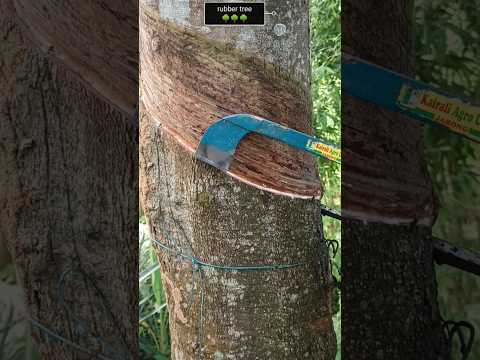 video 11 : rubber tree cutting process & skill 🔪🌳🌳🙃 #shorts #youtubeshorts #trending #rubber