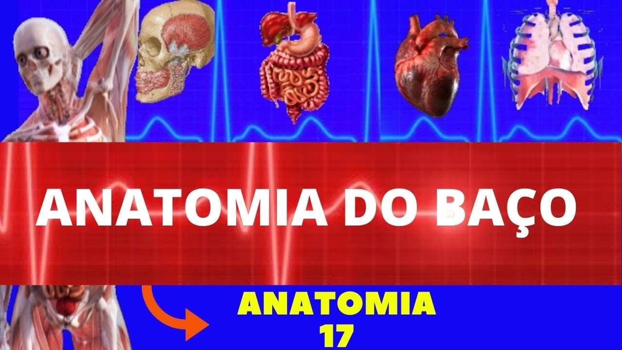 ANATOMIA DO BAÇO (ANATOMIA HUMANA) - ANATOMIA DO SISTEMA LINFOIDE