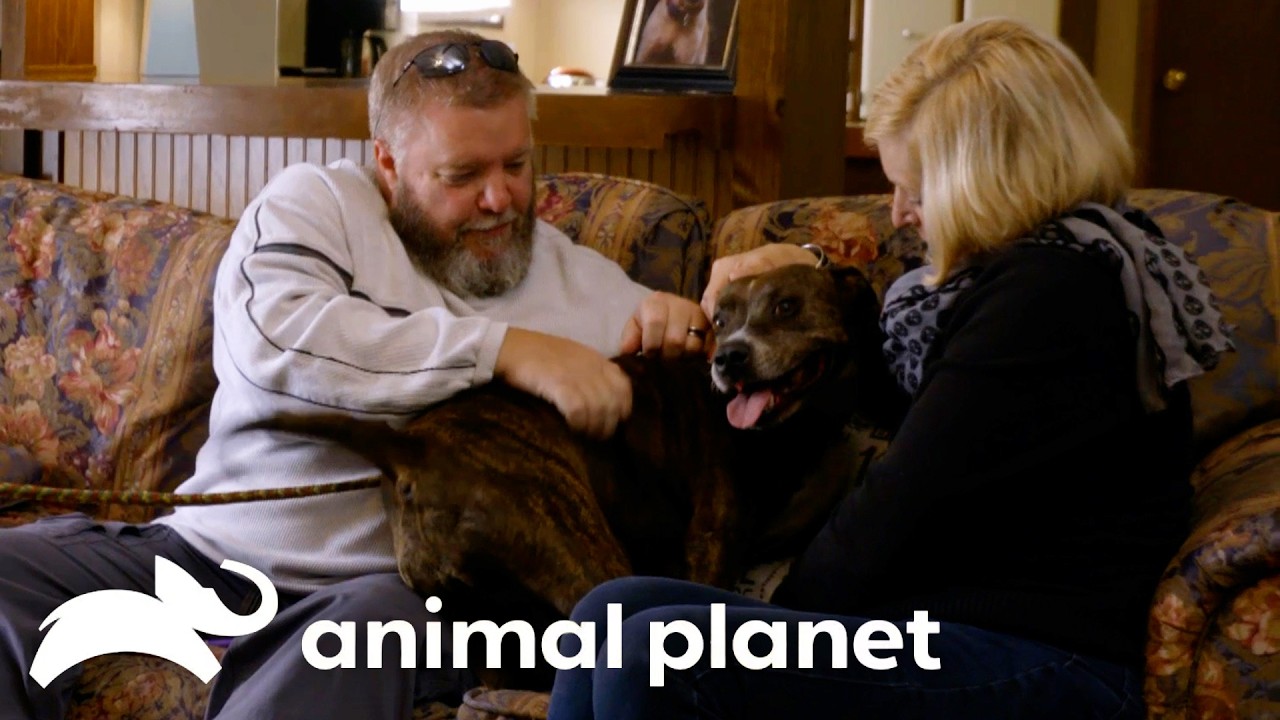 Couple Wants Pup to Heal Their Broken Hearts! | Pit Bulls and Parolees | Animal Planet