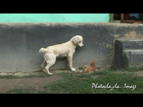 AZI GRIVEI E MANIOS.....