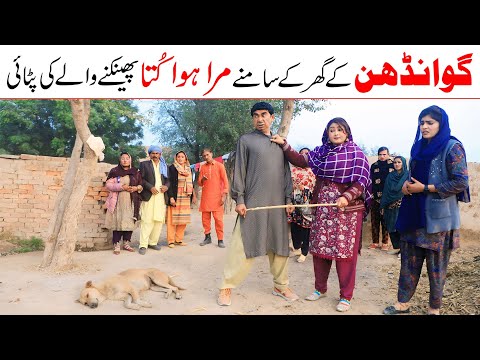 Neighbour | Ramzi,Noori, Bilo ,Bhootna,Shoki, Sanam, Falak Sher,Funny Video  Rachnavi Tv