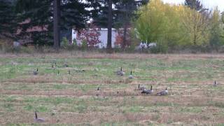 preview picture of video 'Canada Geese in the city, Vancouver, USA. Гуси в городе (polozov 84)'