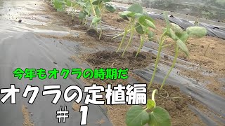 今年もオクラの時期がきた！耕耘から定植まで＃１