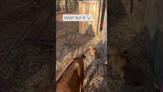 Mean Ole’ Rooster Scared Baby Goat Lo🤣🤣🤣 #youtubeshorts #homesteading #rooster #funnygoats