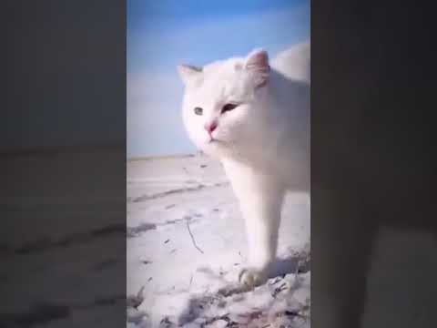#catrunning #majesticcat Majestic white cat runs on the snow