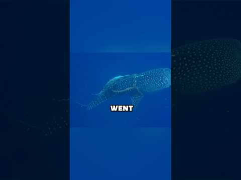 This Giant Shark Was Asking for Help 🥺. #shorts