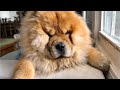 Grooming Our Little Lion (Chow Chow)