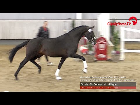 Hengst v. Vitalis - Sir Donnerhall I - Filigran
