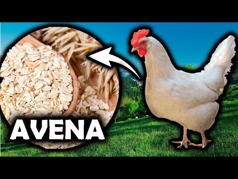 , title : 'Cuales son Beneficios y propiedades de la AVENA para gallos finos gallinas finas pollitos'