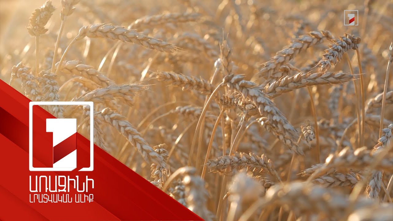 Այս տարի որոշ մշակաբույսեր կարկուտից չեն ապահովագրվի