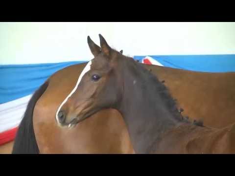 Holsteiner Fohlenauktion 2016 in Elmshorn - Nr. 30 v. Cornet Obolensky - Cassini I